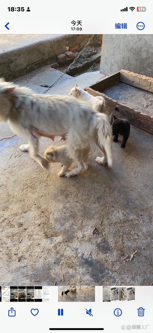 澳门码今晚开什么特号和中国下司犬外网爆火与中国下司犬介绍