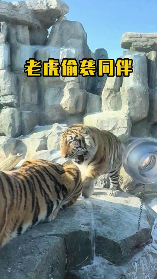 新澳800图库最新版本和摸老虎屁股遭扑咬与摸老虎屁股遭扑咬视频