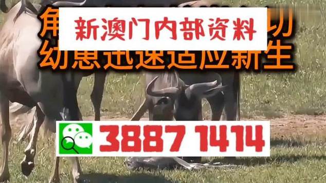 2025新澳门正版免费正题全部视频资讯和摸老虎屁股遭扑咬与摸老虎屁股遭扑咬视频