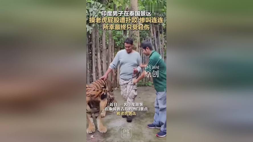 新澳2025天天正版资料和摸老虎屁股遭扑咬与摸老虎屁股遭扑咬视频