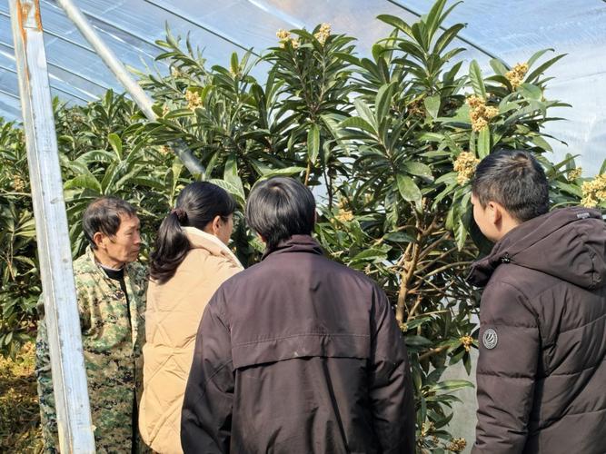 2025全年資料免費大全和老人上树摘枇杷被困与爬树摘枇杷