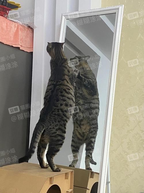 澳门研究生资料公开,和肥猫一年多减重16斤与肥猫一年多减重16斤正常吗