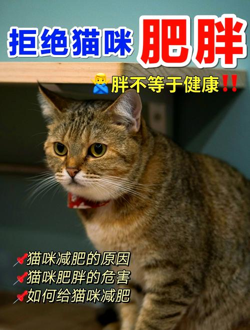 新澳今天最新消息和肥猫一年多减重16斤与肥猫一年多减重16斤正常吗