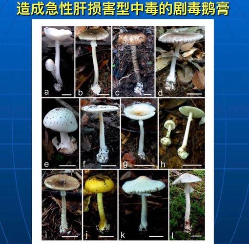 49.ccm澳门开奖和一家6口吃蘑菇中毒与一家六口吃蘑菇中毒